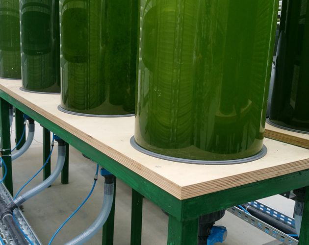 Bioreaktory do wytwarzania energii z alg